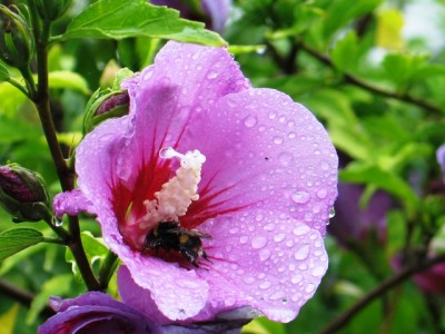 christchurch new zealand flower bee