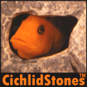 Click on this image to buy Cichlid Stones for your aquarium.