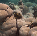 massive growth form of hard coral colonies