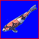 Champion Koi Show. Expert information about Koi Fish and Ponds.