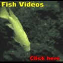 Click on this image to see a list of over 100 short videos of tropical fish.