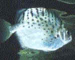Silver Scat for sale at AquariumFish.net, tropical fish store. Click on  this picture to see a bigger picture.