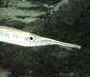 Silver Needle Nose Gar for sale at AquariumFish.net. Pictures of fish. Information about fish. Click on this picture to see a bigger picture.