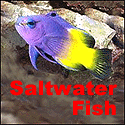 Buy Saltwater Fish for Saltwater Aquariums.