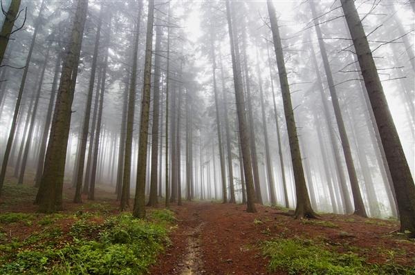 Conifer Forest in Fog