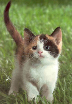 picture of cute calico kitten pic photo