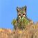 Thumbnail for Leopardus jacobita (Andean cat)