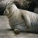 Thumbnail for Phoca vitulina (Common seal)