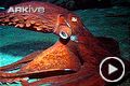 North Pacific giant octopus - overview