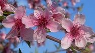 Central California: Watch for fruit-tree blossoms in Fresno County