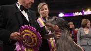 Scottish deerhound wins Westminster "best in show"