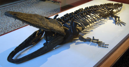 Paracyclotosaurus davidi