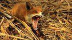 Fox yawning (Image: Oliver Wilks/BWPA) 