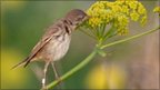 Subalpine warbler on ferula plant (Image: Marzia Mirabile)