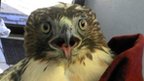 Hawk rescued from car