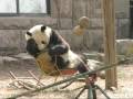 Panda YIng Hua on Rocking Chair ??????? 