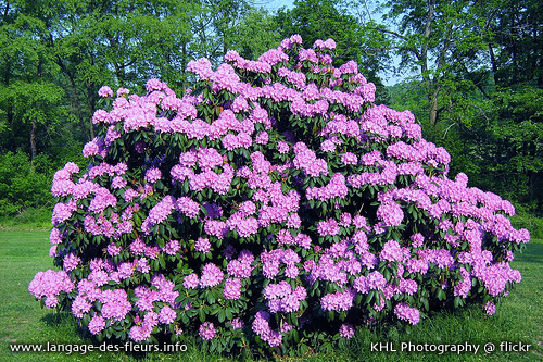 z-fleurs-rhododendron
