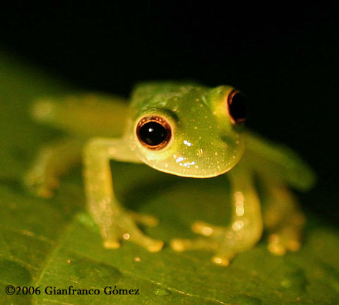 Drake Bay, Costa Rica - Glass frogs are so delicate, they may be killed by a direct hit from a raindrop. 