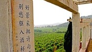 China: A domestic wine industry starts to take root
