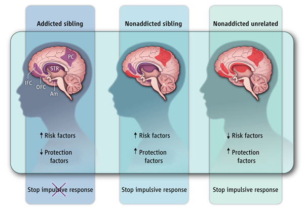 Характеристики мозга наркоманов, их братьев и сестер и здоровых испытуемых