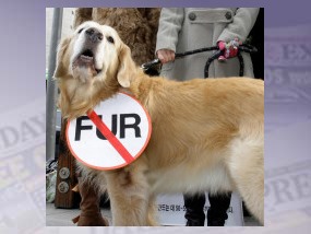 West Hollywood protects animals by banning fur sales
