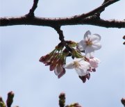 桜の開花の様子6