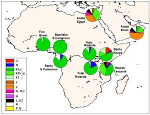 Eastern Desert Elongated Africans, possible progenitors of the Caucasoids, look like Caucasians. One argument is that this is due to inbreeding with Caucasoids. In fact, they are pure Africans. See the chart.