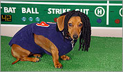 Contest: Your baseball-loving pets