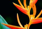 Drake Bay, Costa Rica -The Rainforest Chalet's  Heliconia flowers attract a variety of birds, including  the Violet Crowned Woodnymph..