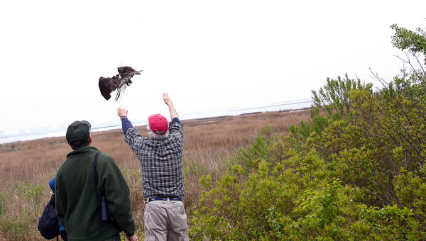 Bob Kennedy, an ornithologist, releasing a tagged osprey at the Jamaica Bay Wildlife Refuge. A transmitter conveys the bird’s location, altitude and speed.