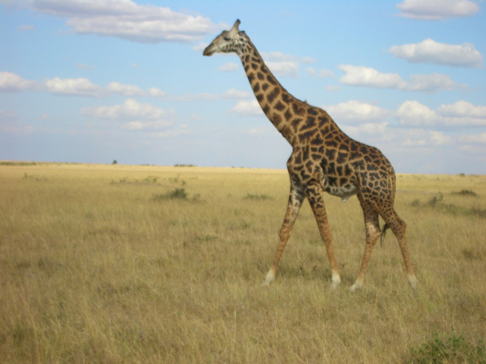 На сафари мы видели абсолютно всех животных: жирафа, льва, буйвола, зебру, слона...