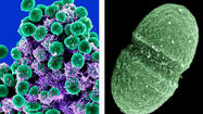 Microbe census maps out human body's bacteria, viruses, other bugs