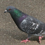 The pigeon paradox is that they are both reviled as pests and revered as a delicacy in many nations.