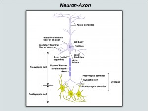 Neurons and Axons