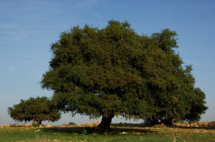 Argan oil - Argan tree