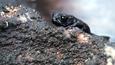 Venezuela pebble toad climbing over a rock