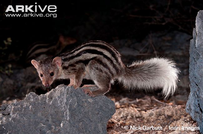 Giant-striped mongoose foraging at night