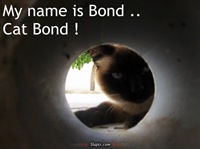 Cat Bond | Slapix.com