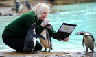 London Zoo keeper counts penguins