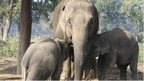 Elephants in Chitwan National Park