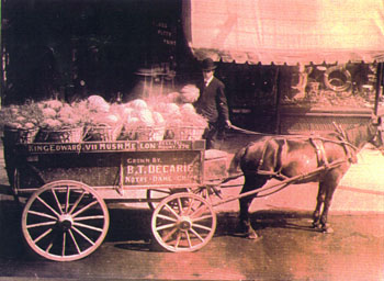 Transport des melons
