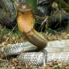 8 of the World's Deadliest Snakes