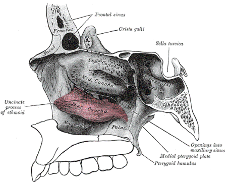 inferior nasal concha