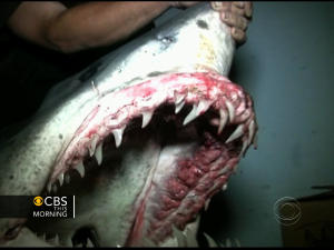 Monster shark reeled in could be a record