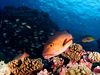 Photo: Coral reef with fish
