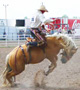 A bronc rider at Cheyenne Frontier Days