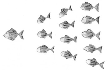schools of fish