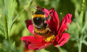 Bee enjoys the wild flowers
