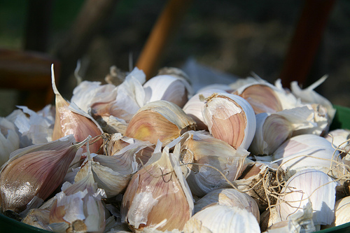 Growing-Garlic-Indoors