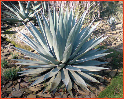 Agave Species